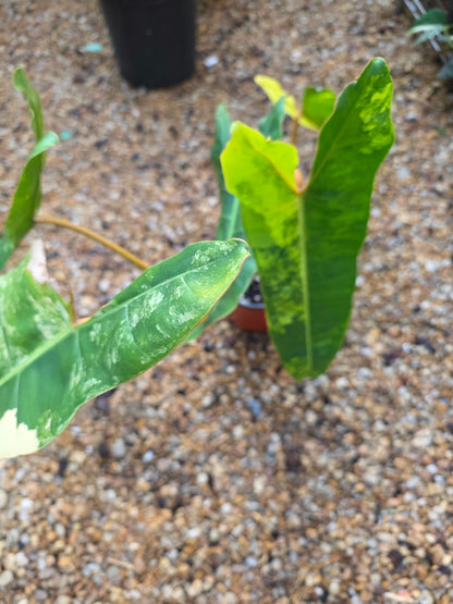 Variegated Philodendron Billietiae