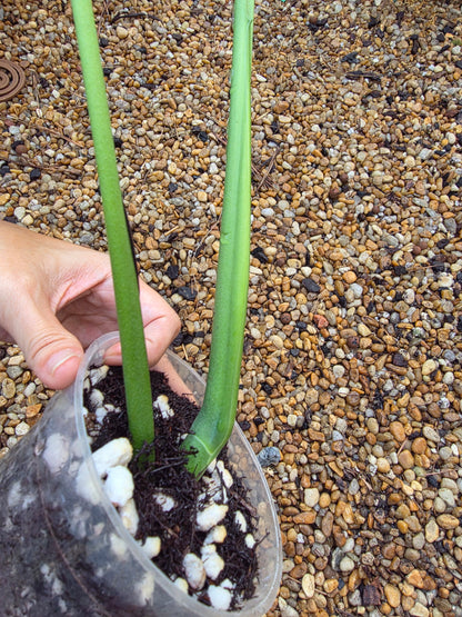 Monstera Form 6