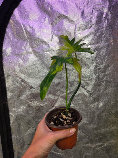 Variegated Philodendron Florida Beauty x Mayoi #2