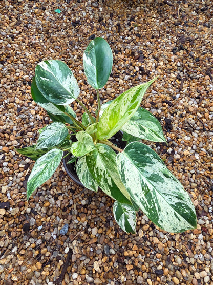 Variegated Philodendron Emerald Queen