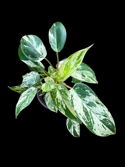 Variegated Philodendron Emerald Queen
