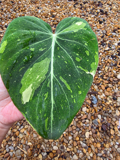 Variegated Philodendron Gloriosum
