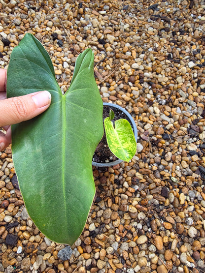 Variegated Philodendron Ilsemanii