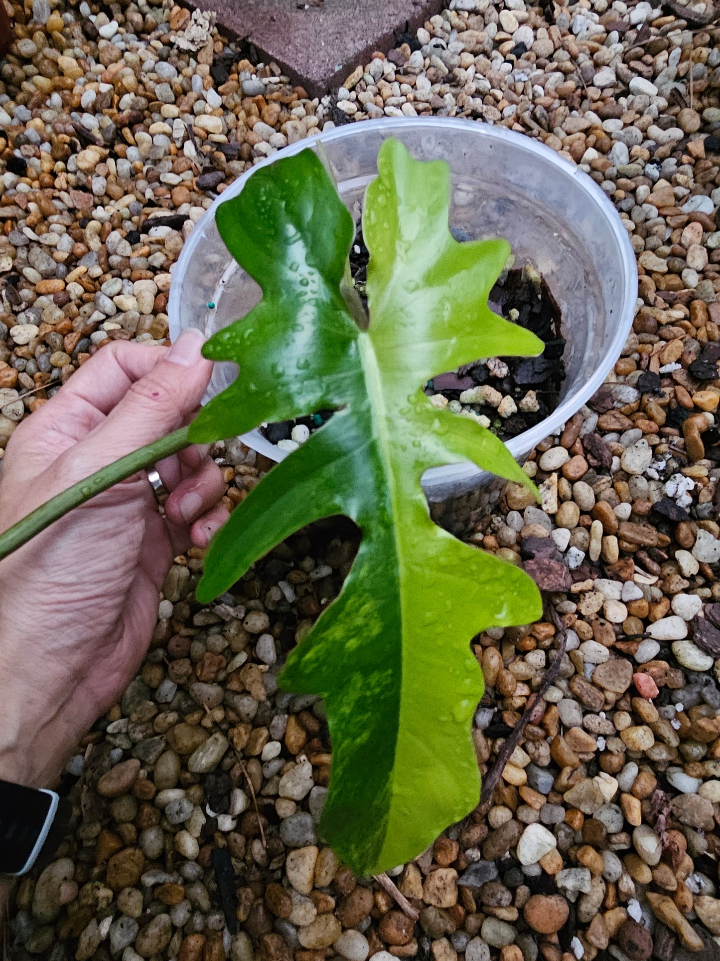 Variegated Philodendron Florida Beauty x Mayoi