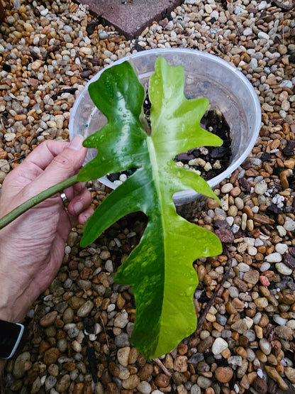 Variegated Philodendron Florida Beauty x Mayoi