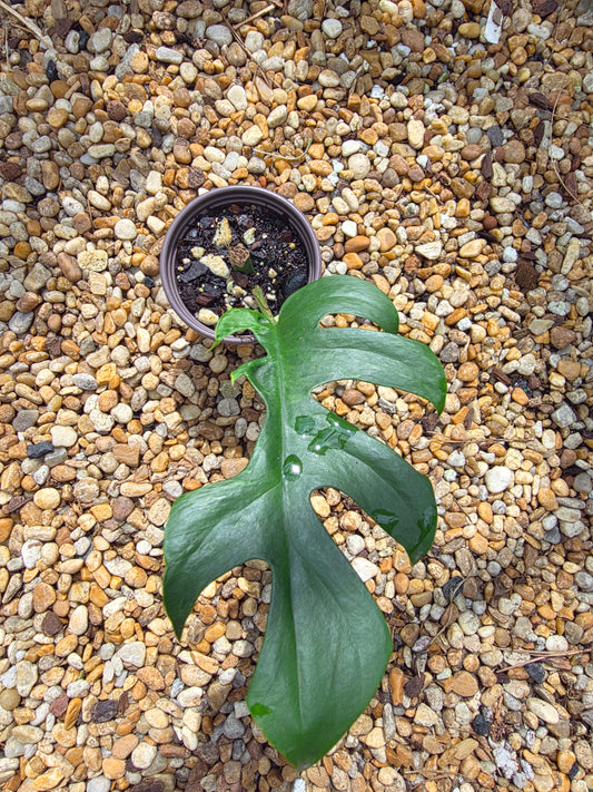 Variegated Rhaphidophora Bon Budo
