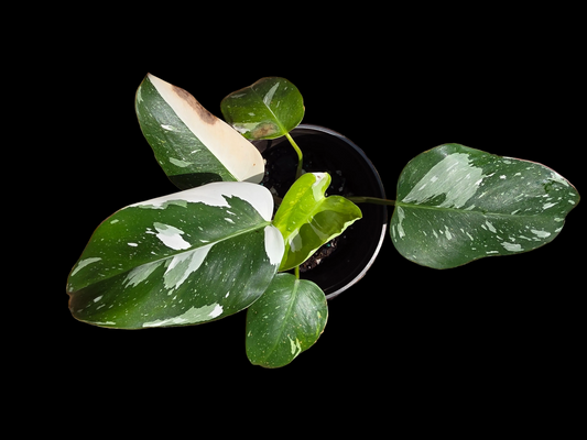 Philodendron White Princess