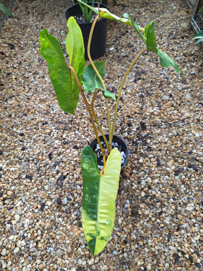 Variegated Philodendron Billietiae