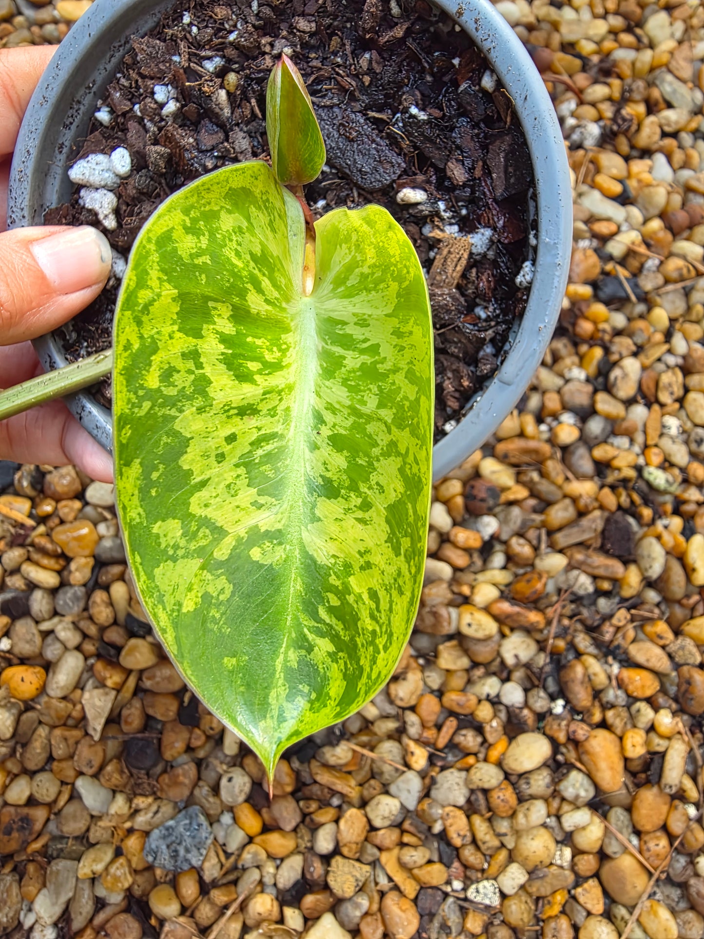 Variegated Philodendron Ilsemanii