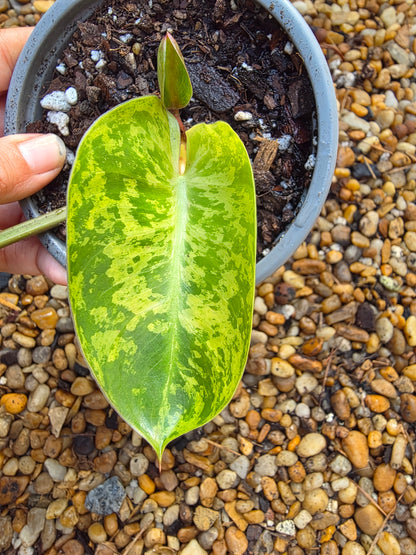Variegated Philodendron Ilsemanii