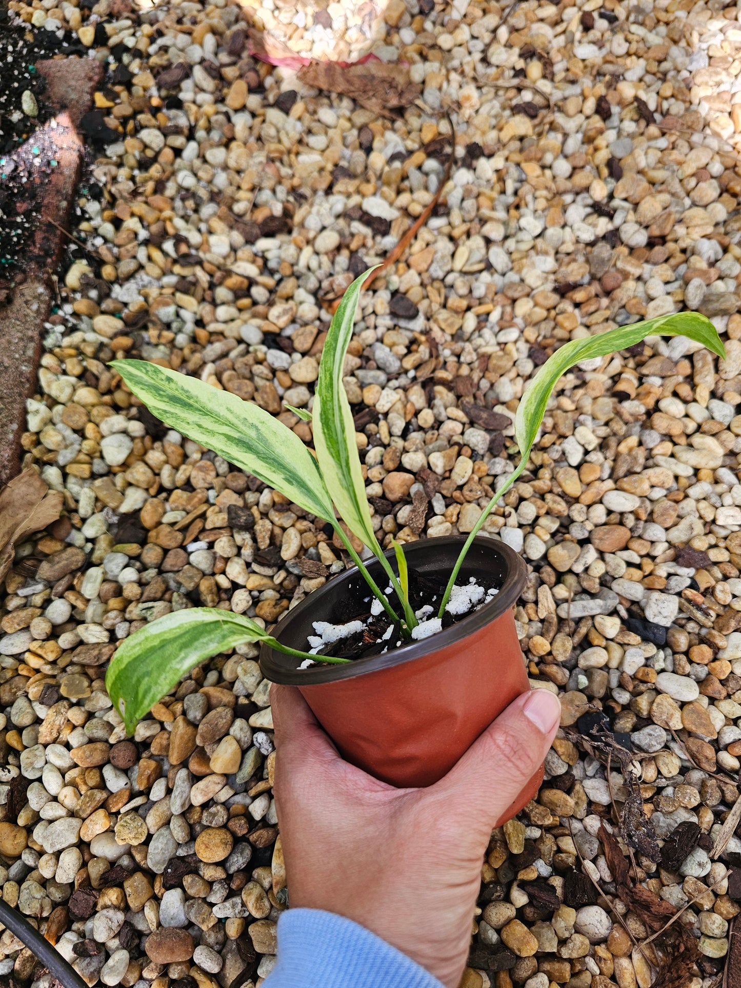 Variegated Anthurium Vittarifolium