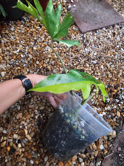 Variegated Philodendron Florida Beauty x Mayoi