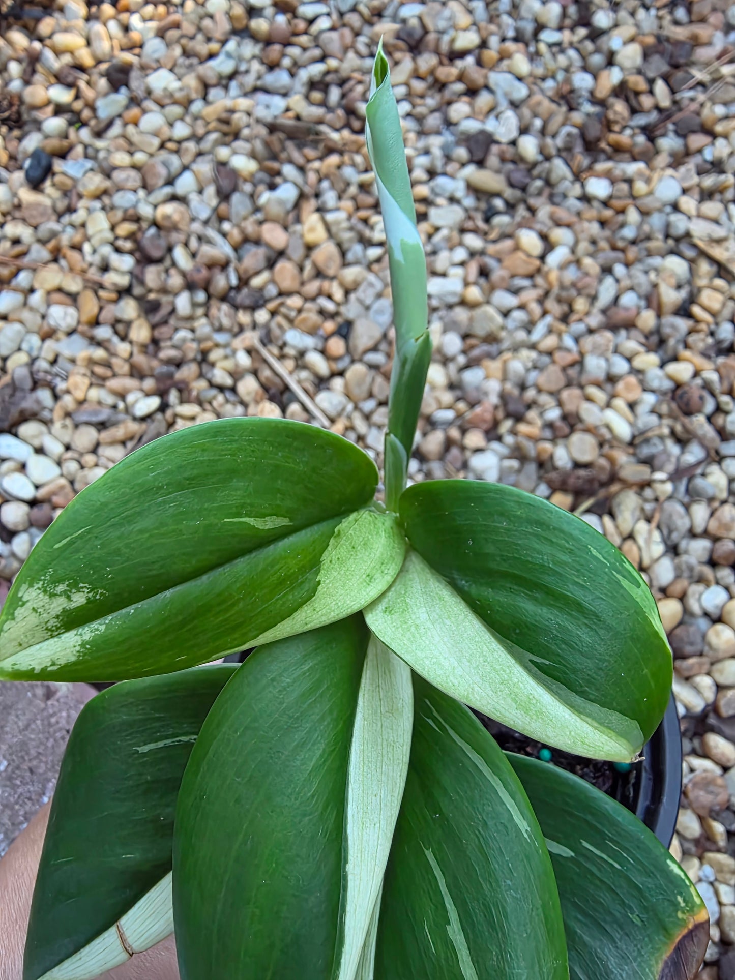Scindapsus Treubii Moonlight Albo