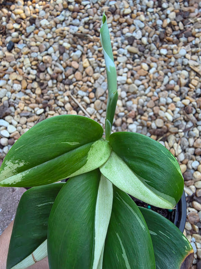 Scindapsus Treubii Moonlight Albo