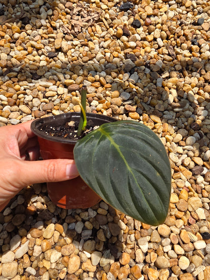 Philodendron Gigas