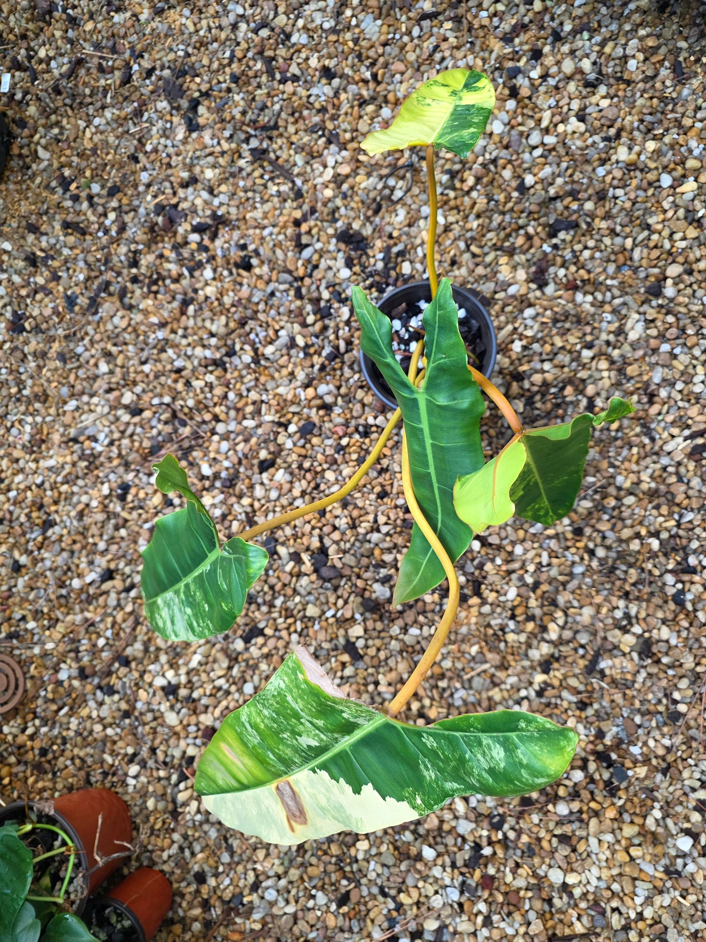 Variegated Philodendron Billietiae