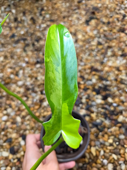 Variegated Philodendron Florida Beauty x Mayoi #2