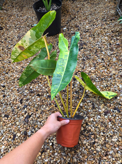 Variegated Philodendron Billietiae