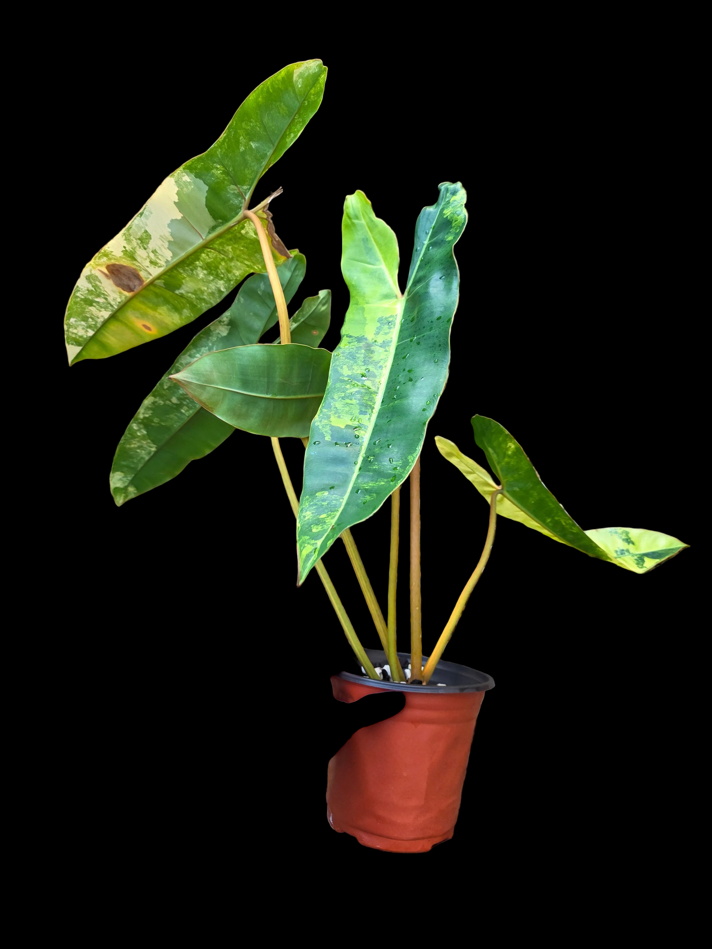 Variegated Philodendron Billietiae