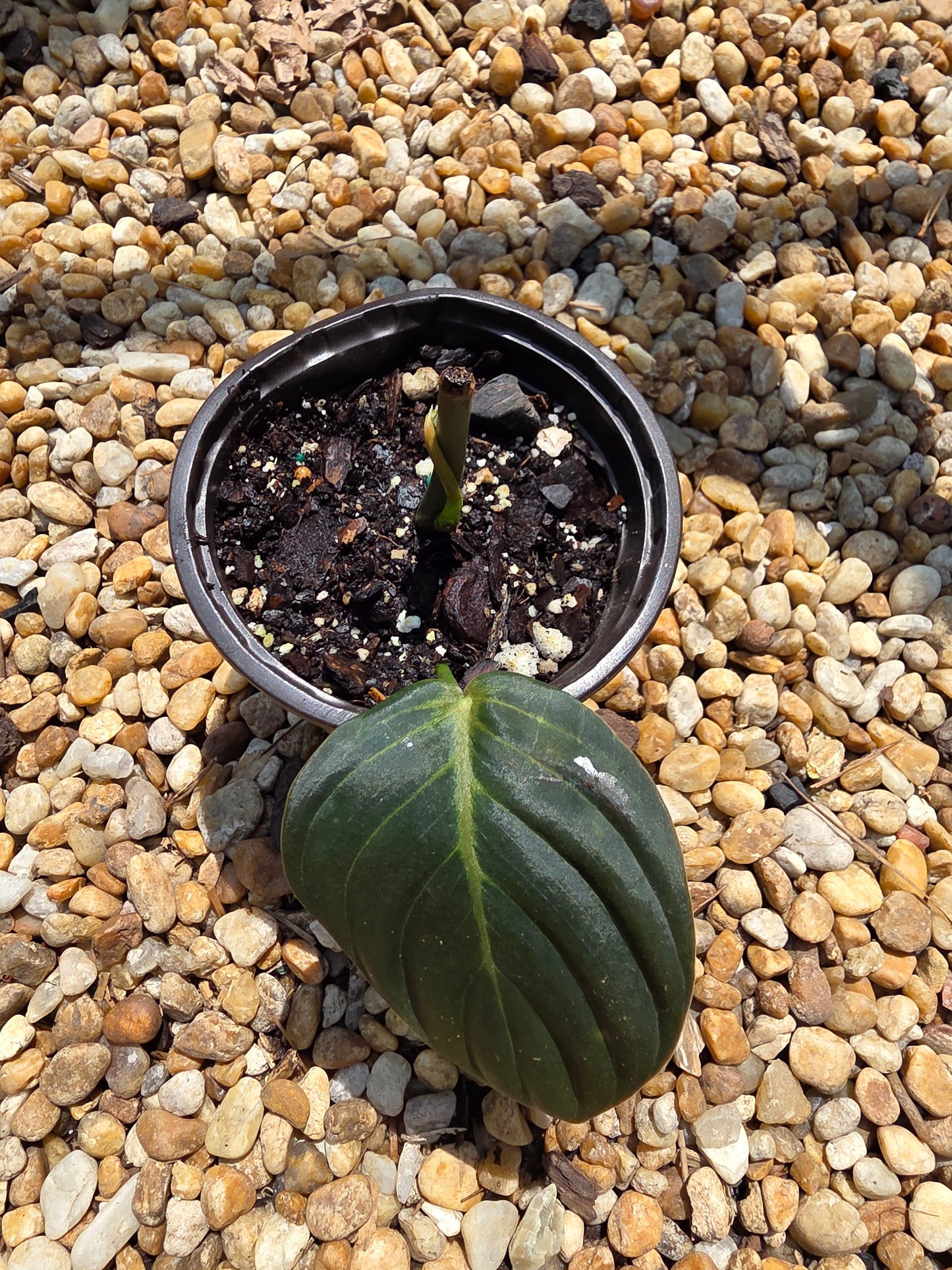 Philodendron Gigas