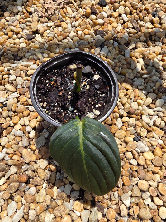 Philodendron Gigas