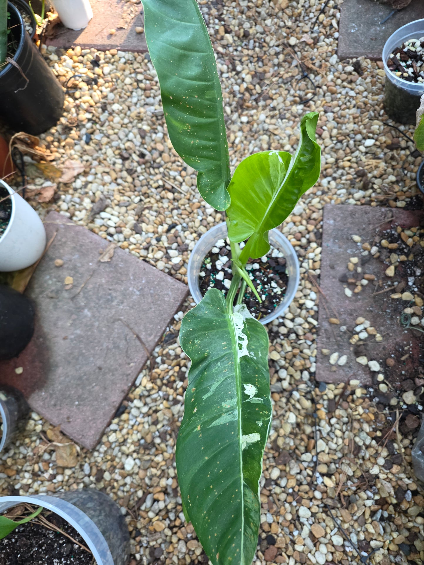 Variegated Philodendron Orlando