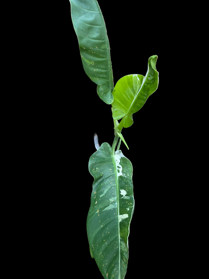 Variegated Philodendron Orlando
