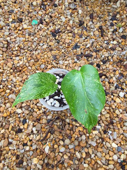 Monstera Deliciosa Thunderbolt