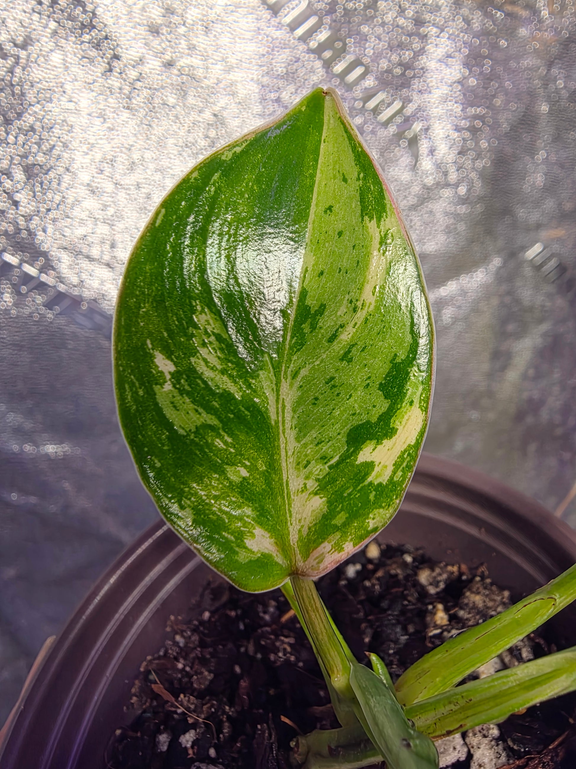 philodendron emerald gem Variegated Philodendron Emerald Queen #3 – Plants by Victoria Crystal