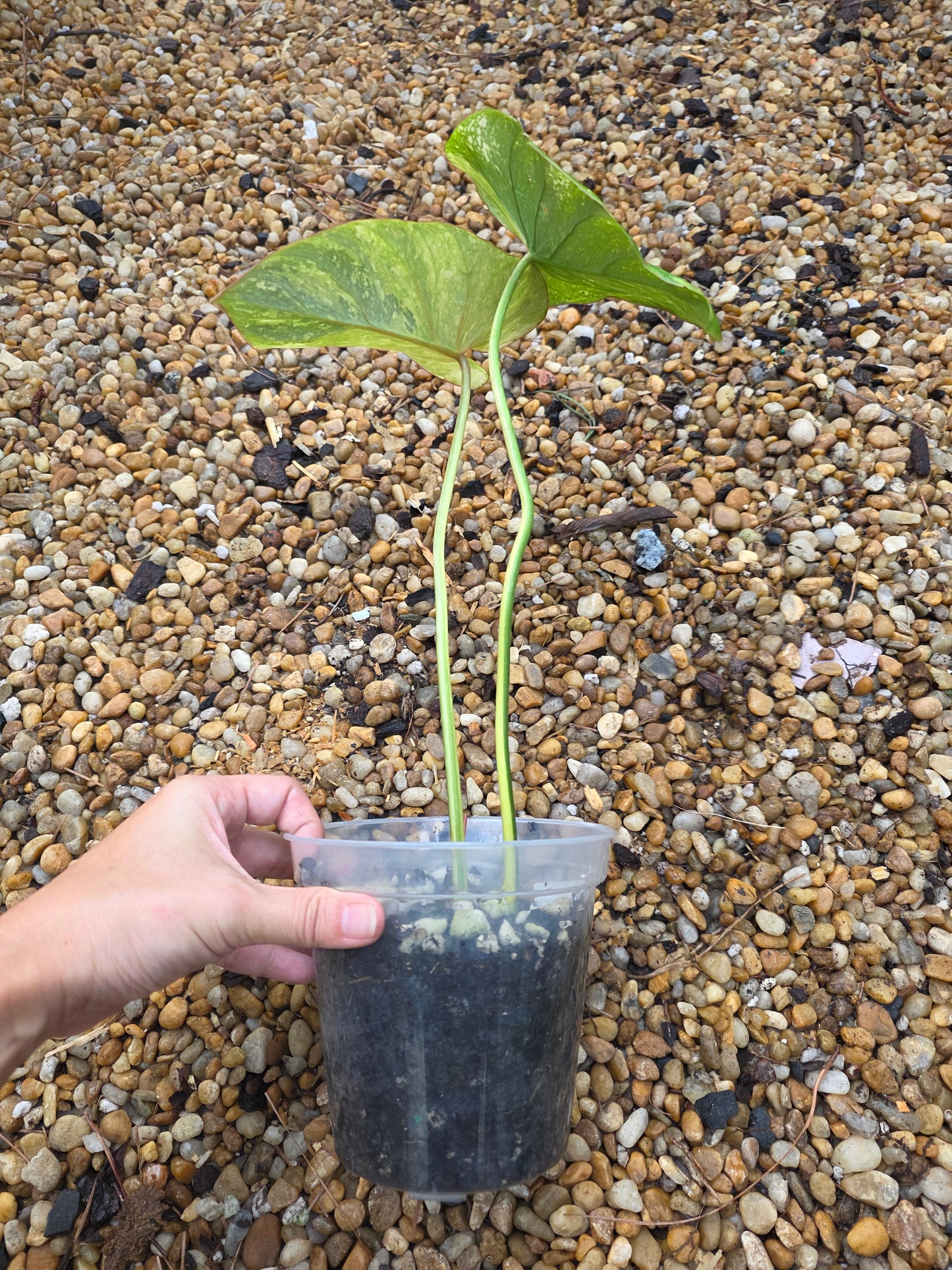 Variegated Philodendron Gloriosum