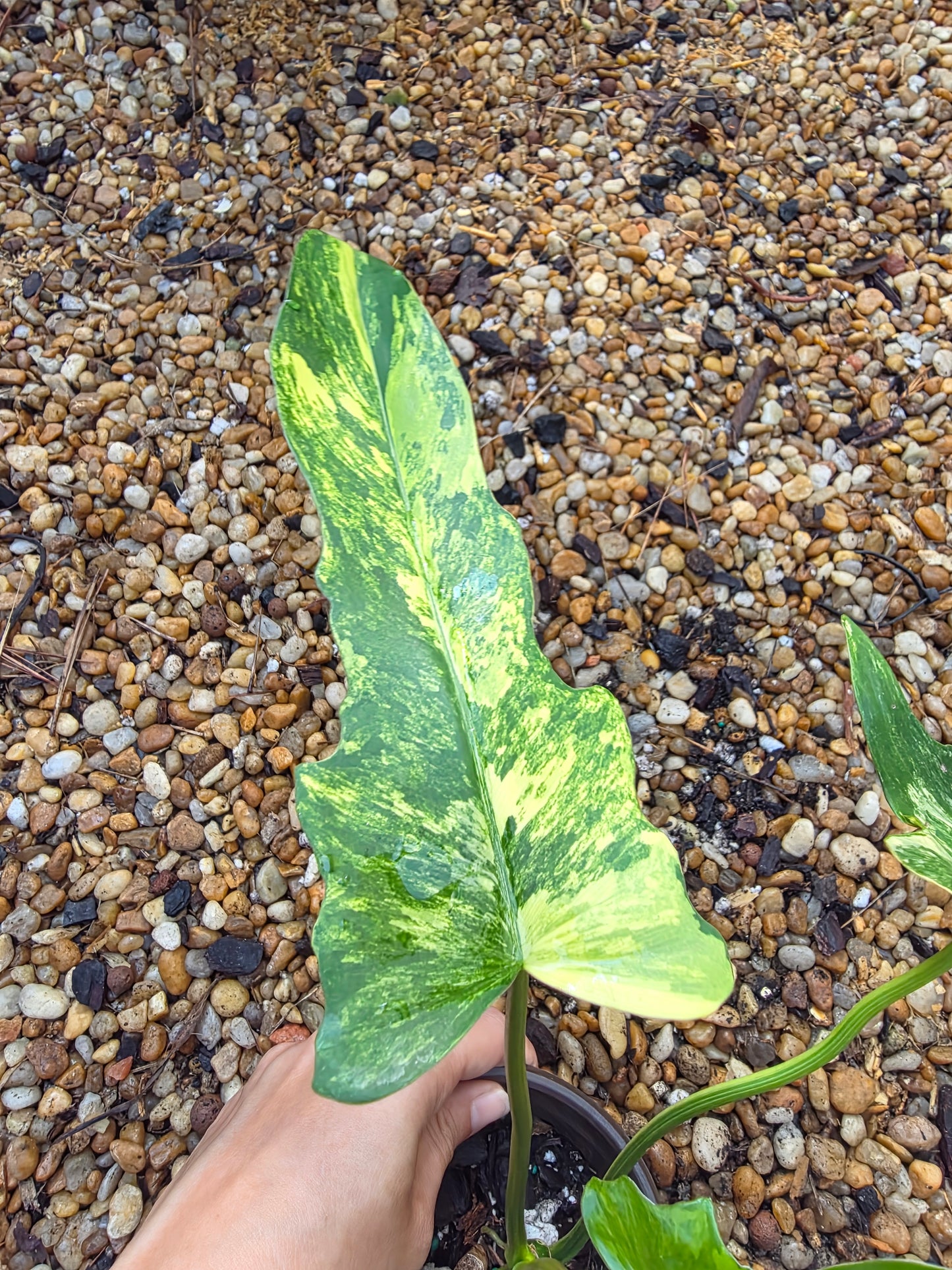 Variegated Philodendron Florida Beauty x Mayoi #2