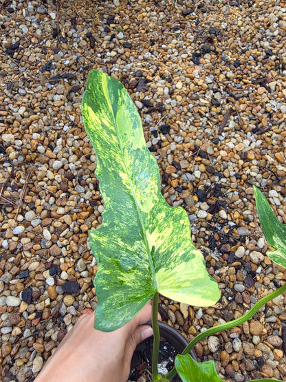 Variegated Philodendron Florida Beauty x Mayoi #2