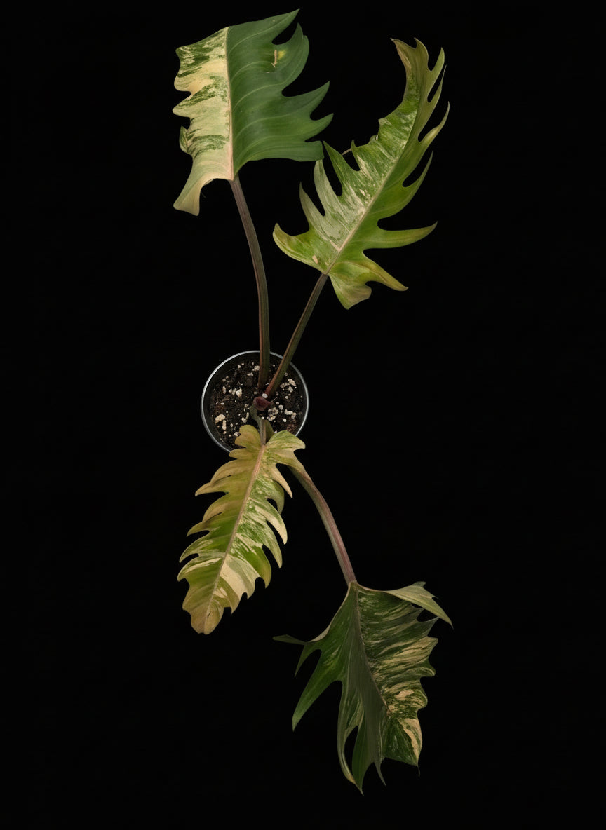 Variegated Caramel Marble #2