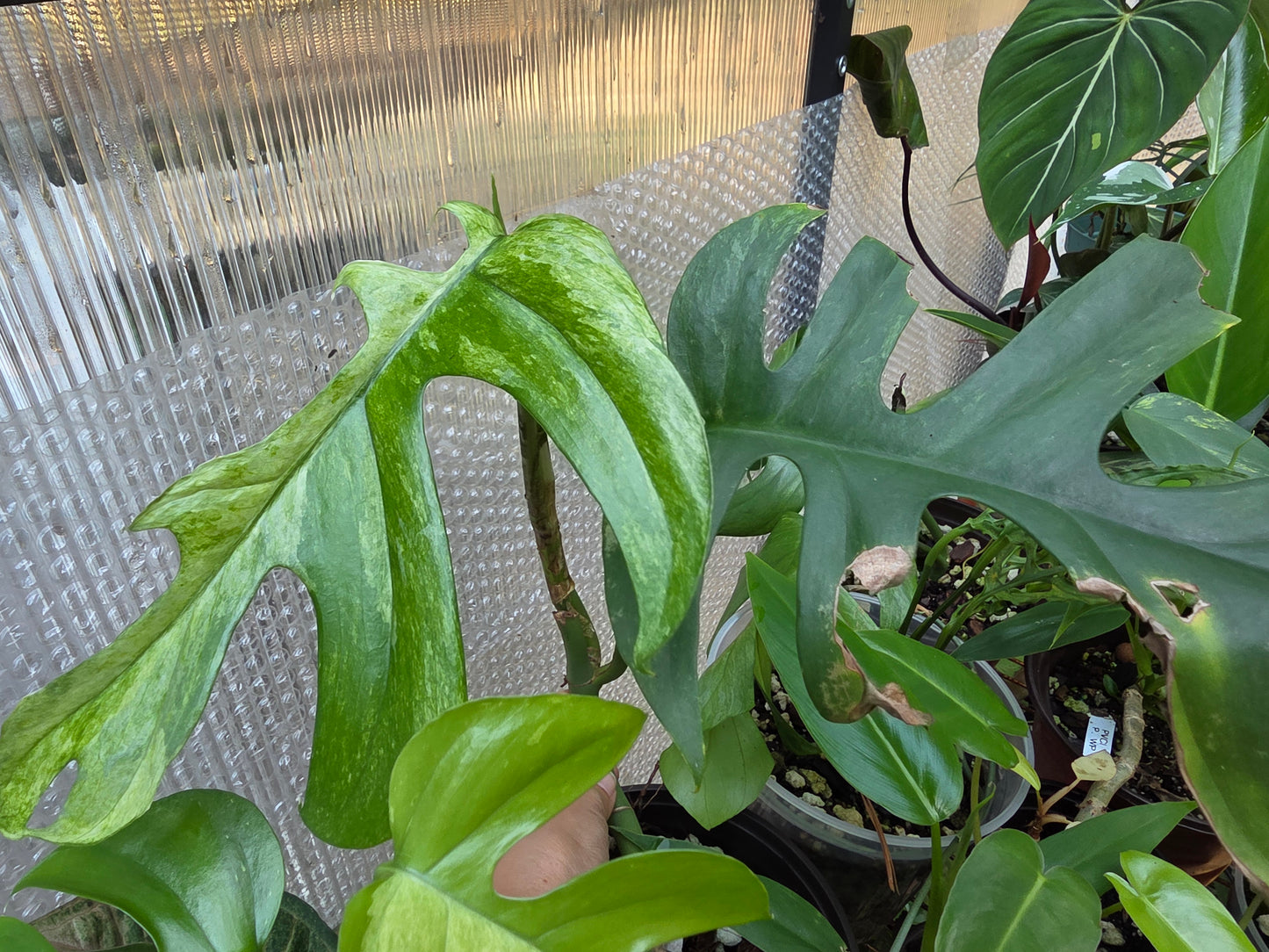Variegated Rhaphidophora Bon Budo