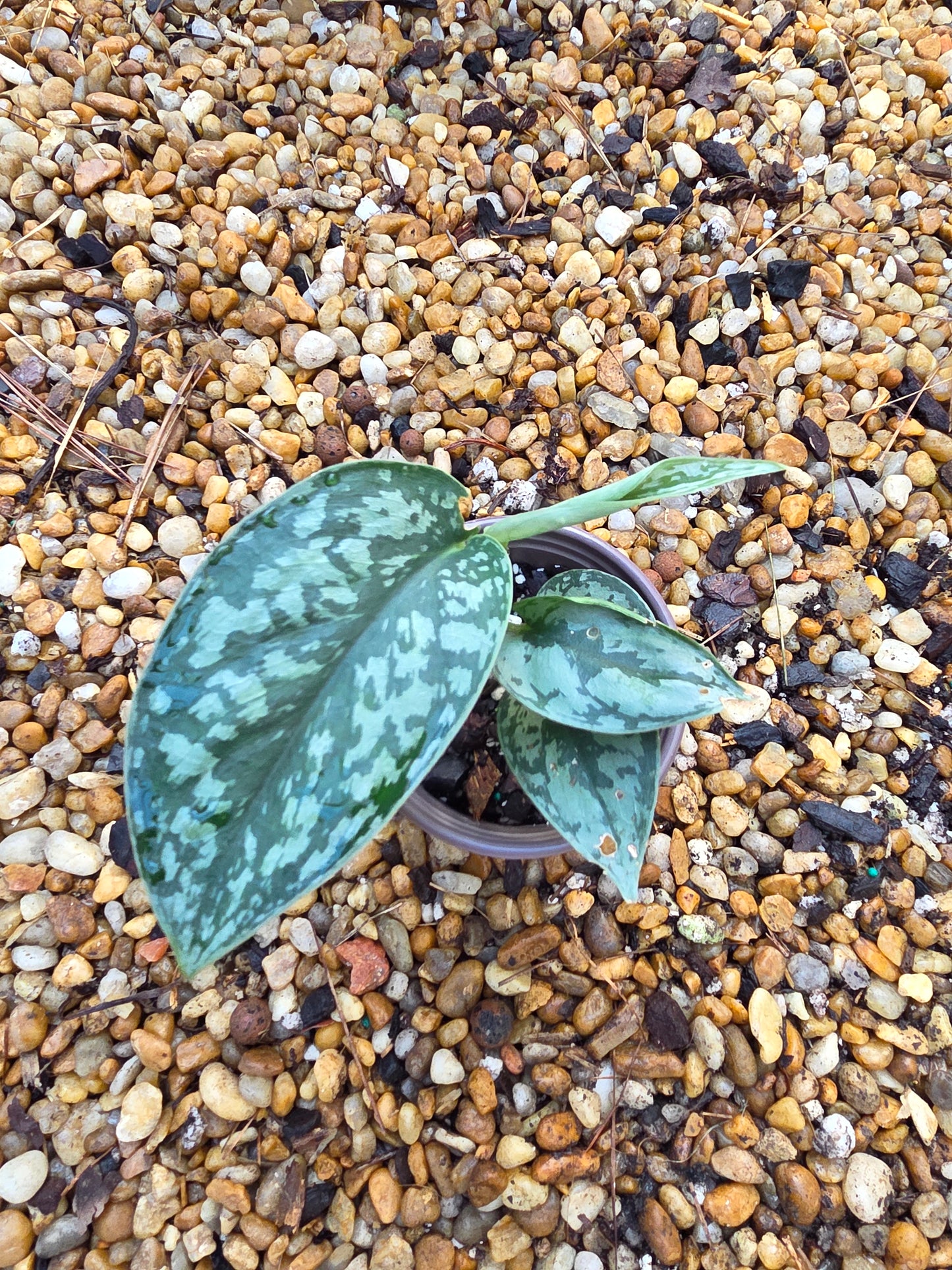 Scindapsus Silver Lady