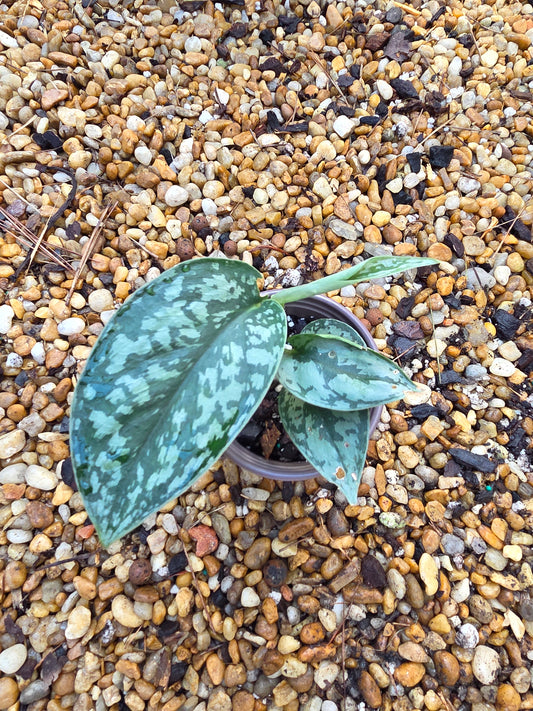 Scindapsus Silver Lady