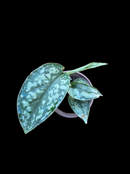 Scindapsus Silver Lady