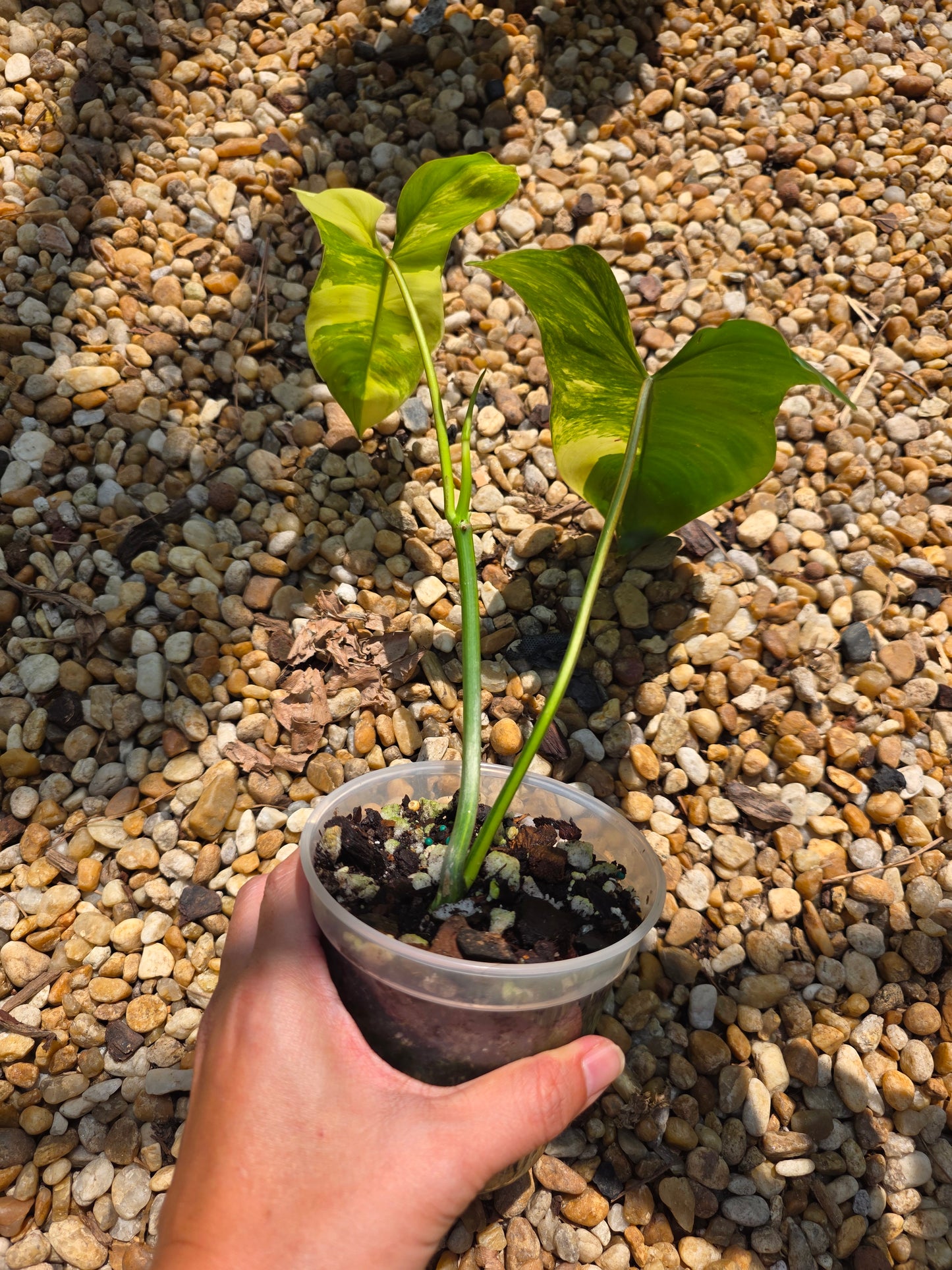 Philodendron Florida Beauty x Paraiso Verde