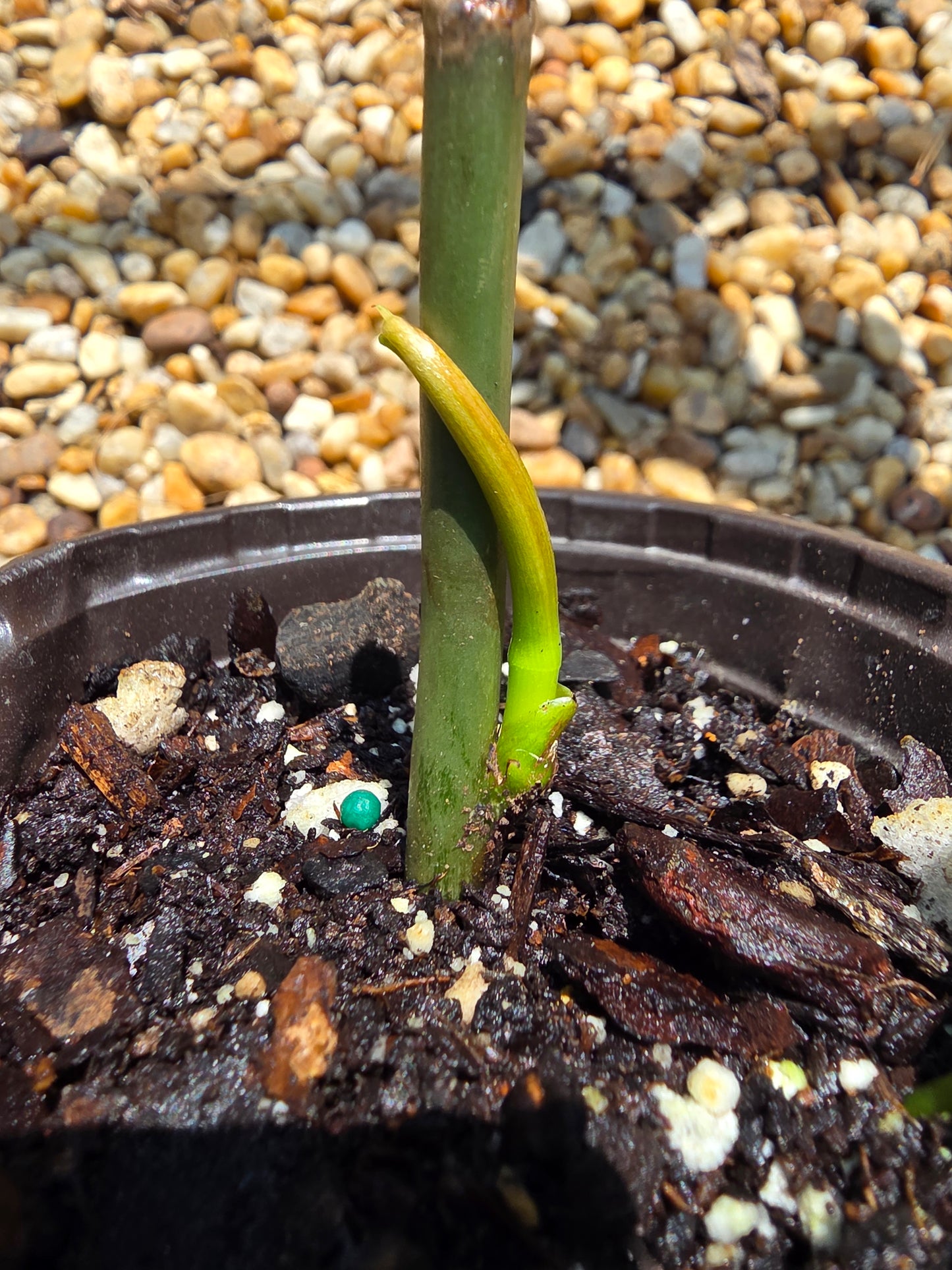 Philodendron Gigas