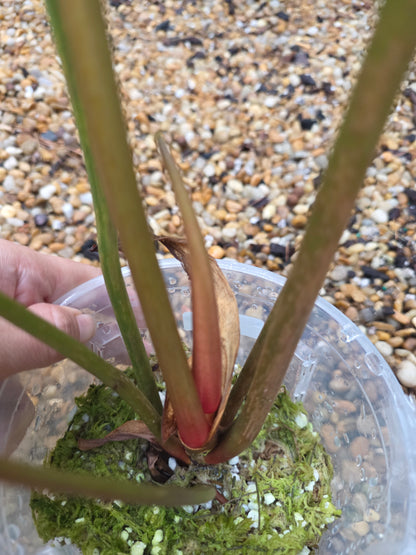 Philodendron El Choco Red x Billietiae