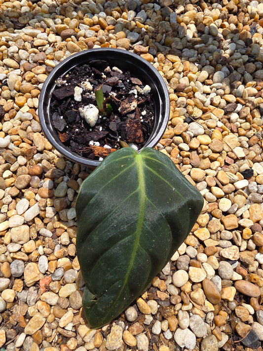 Philodendron Gigas