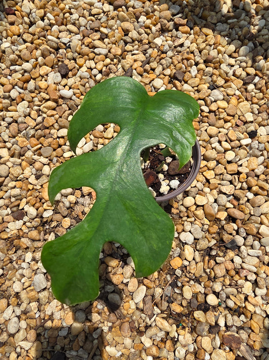 Variegated Rhaphidophora Bon Budo