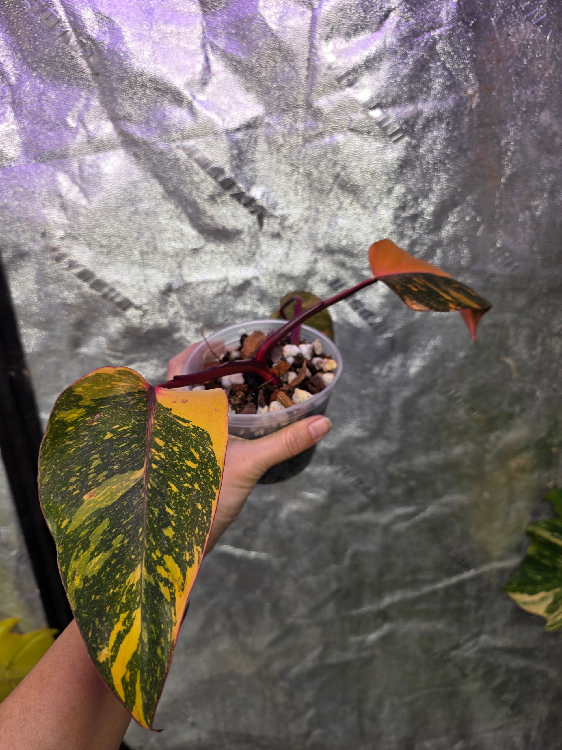 philodendron red emerald variegated Variegated Philodendron Orange Princess Galaxy – Plants by Victoria Crystal