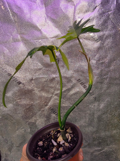 Variegated Philodendron Florida Beauty x Mayoi #2