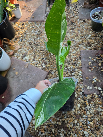 Variegated Philodendron Orlando