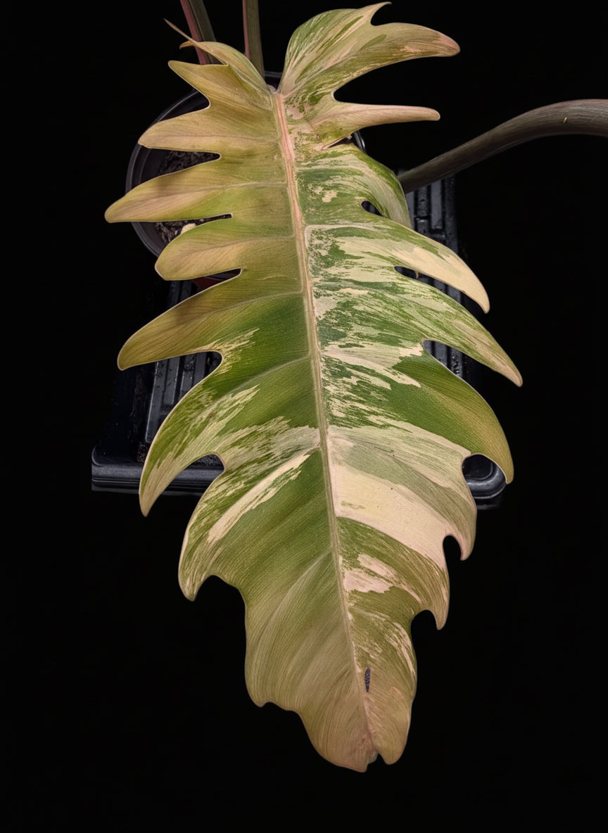 Variegated Caramel Marble #2