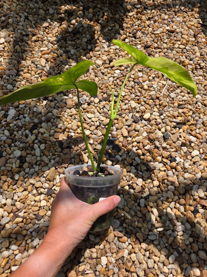 Philodendron Florida Beauty x Paraiso Verde