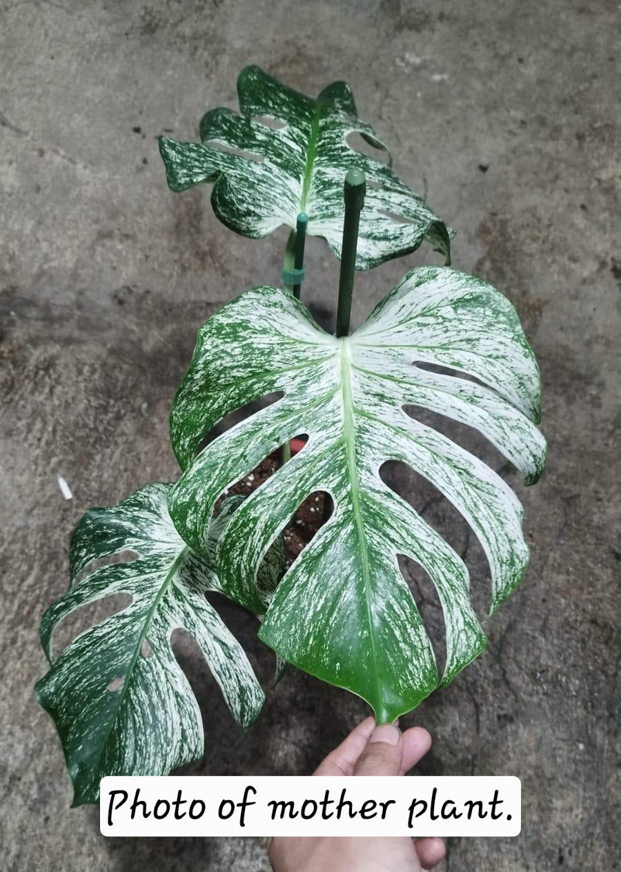Monstera Devil Monster (prop)