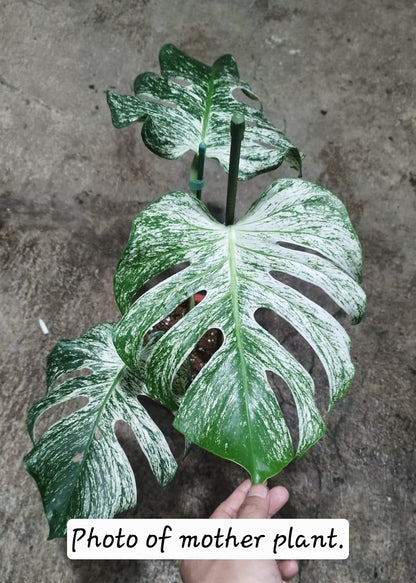 Monstera Devil Monster (prop)
