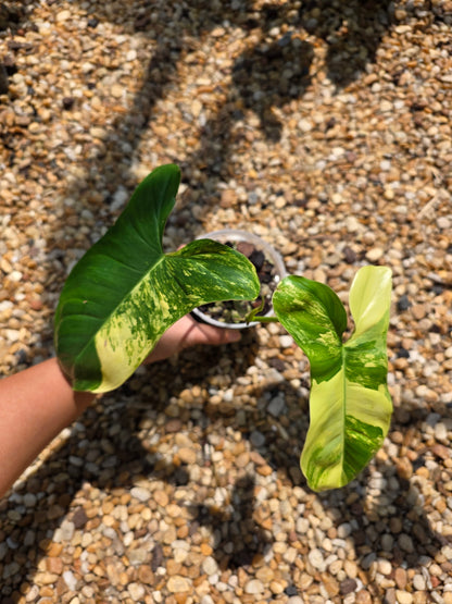 Philodendron Florida Beauty x Paraiso Verde
